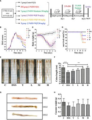 Panax quinquefolius polysaccharides ameliorate ulcerative colitis in mice induced by dextran sulfate sodium